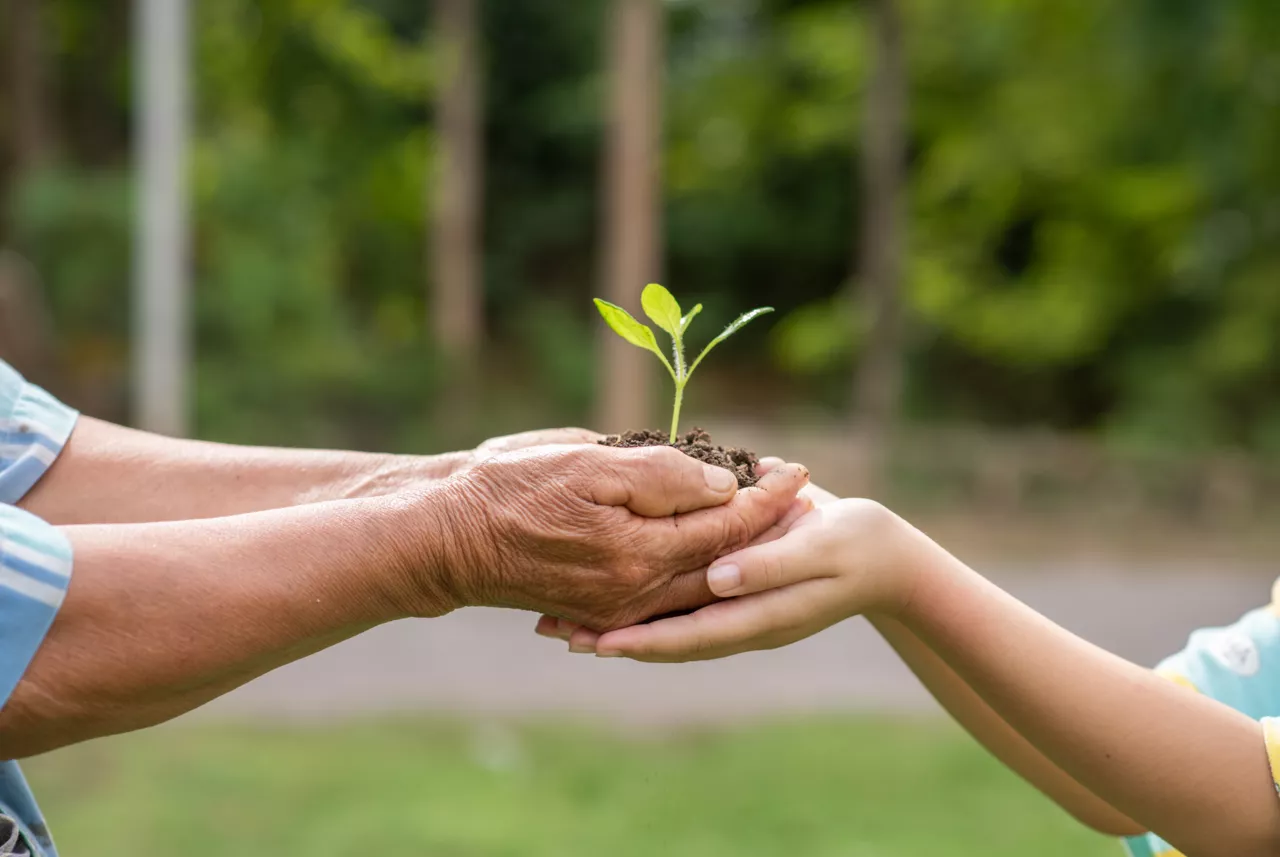 Mains adultes et enfant tenant un plant de jeune pousse, symbolisant la croissance et l'écologie.